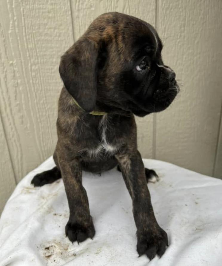 CD Kennels in Ohio Boxer puppies Good Dog