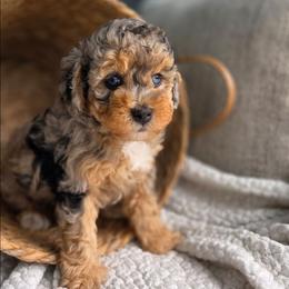 Anchor - Blue merle female Aussiedoodle puppy in Saint Cloud, Florida from Jagged Oaks Farm