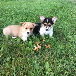 Pembroke Welsh Corgi Puppies from Western Star Corgis