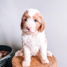 Firefly Black Collar - Fawn and white male Sheepadoodle puppy in Republic, Missouri from DOOD & Co