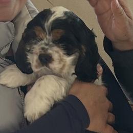 Max - Black white and tan male Cocker Spaniel puppy in Pueblo, Colorado from Scott & Lada’s Pups