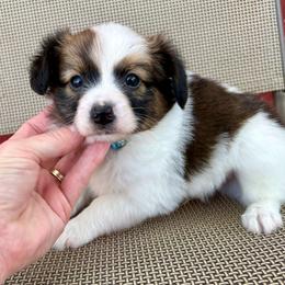 Blaze - White and sable male Papillon puppy in Chattanooga, Oklahoma from Lottie Dottie Scottie’s and Papillons