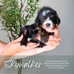 Skywalker - Tri-color male Bernedoodle puppy in South Jordan, Utah from Wonderful World Doodles