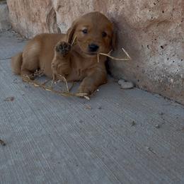 Golden Retriever Puppies from RuTess Goldens