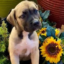 Glamour - Coffee Collar Girl - Tawny female Boerboel puppy in Navasota, Texas from Silverthorne Boerboels