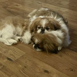 Pekingese Puppies from Della Serra Pekingese