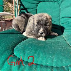 Girl 2 - Gray female Armenian Gampr puppy in Neenach, California from The Mustangs Ranch