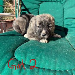 Girl 2 - Gray female Armenian Gampr puppy in Neenach, California from The Mustangs Ranch