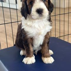 Bernedoodle, Goldendoodle, and Golden Mountain Doodle Puppies from Sonoran Standard Doodles