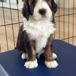Bernedoodle, Goldendoodle, and Golden Mountain Doodle Puppies from Sonoran Standard Doodles