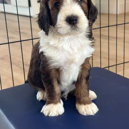 Bernedoodle, Goldendoodle, and Golden Mountain Doodle Puppies from Sonoran Standard Doodles