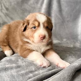 Hatteras - Red tri-color male Australian Shepherd puppy in Morehead City, North Carolina from Crab Point Australian Shepherds
