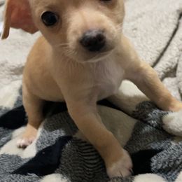 Chihuahua Puppies from Grandbaby Chihuahuas