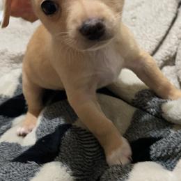 Chihuahua Puppies from Grandbaby Chihuahuas