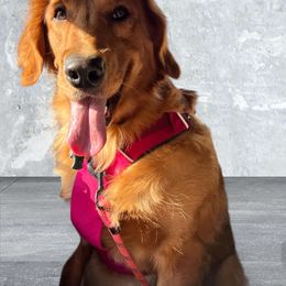 Aggie - Golden Retriever