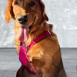 Aggie - Golden Retriever