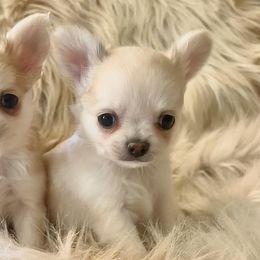 Chihuahuas from Little Luxe Chihuahuas