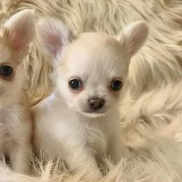Chihuahuas from Little Luxe Chihuahuas