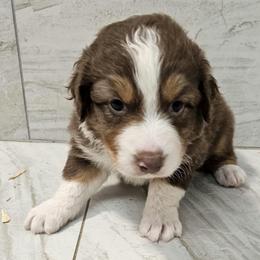 Mys m2 blue - Black tri-color male Australian Shepherd puppy in Arbela, Missouri from County Line Aussies