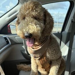Mookie - Goldendoodle