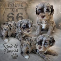 Boy 1, Champ - Merle male Bernedoodle puppy in Delphos, Ohio from Route 66 Poodles & Doodles, Sapphire Shih-tzu's of Ohio