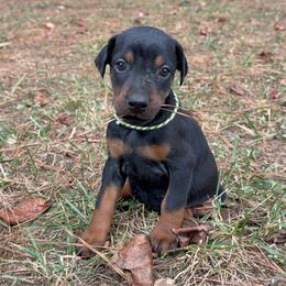 Aspen - Black and rust female Doberman Pinscher puppy in Toney, Alabama from Bhon Mhuir Dobermanns