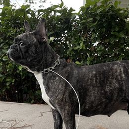 French Bulldogs from JusFrenchies