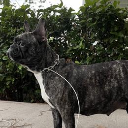 French Bulldogs from JusFrenchies