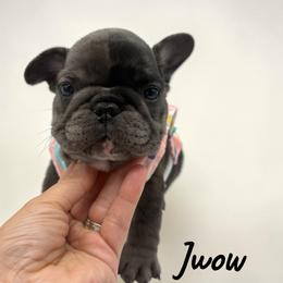 Jwow - Black and white female French Bulldog puppy in Hughesville, Maryland from Fox Run Farm