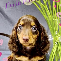 Dachshund Puppies from Meldox