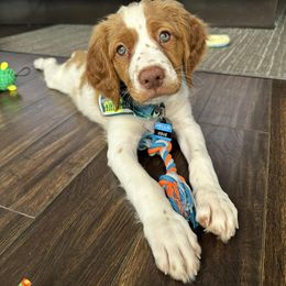 Brittany Puppies from Edenbright Brittanys