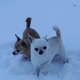 Chihuahuas from Gratom