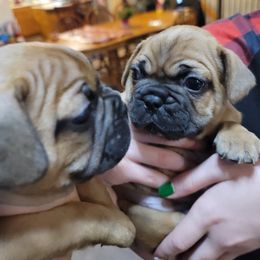 "Red boys" French Bulldog Puppies from Fancy Frenchies