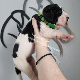 Green collar - Mantle male Great Dane puppy in Alton, Illinois from Show Me Great Danes and Basset Hounds