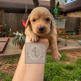 Boone - CKC Registered :: Red - Cream male Dachshund puppy in Erick, Oklahoma from 4-L Backyard Dach