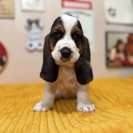 Charlie - Black brown and white male Basset Hound puppy in Pilot Mtn, North Carolina from Lowdown Love Basset Hounds