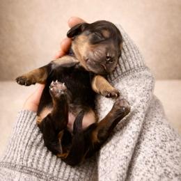 Purple - Chocolate and tan female Dachshund puppy in Crandall, Texas from The Weenie Hut LLC
