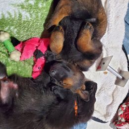 German Shepherd Puppies from vom Wenner Haus