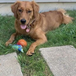 Ryder - Golden Retriever