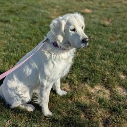 Koda - Golden Retriever