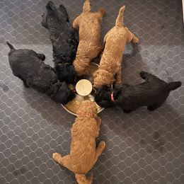 Poodle Puppies from FurEver Poodles