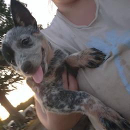 Girl 1 - Blue mottled female Australian Cattle Dog puppy in Bradford, Arkansas from Cedar Rock Heelers and Kelpies