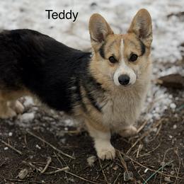 Teddy - Pembroke Welsh Corgi
