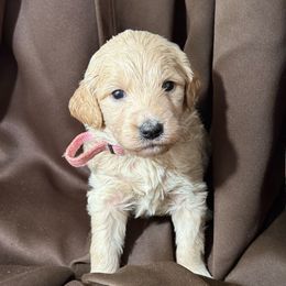 Coral - Cream female Goldendoodle puppy in Houston, Texas from Were The Mack'Doodles