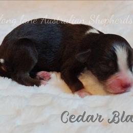Cedar Blaze - Red tri male Miniature Australian Shepherd puppy in Muskogee, Oklahoma from Tagalong Lane Australian shepherds