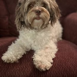 Havanese, Havapoo, and Labrador Retriever Puppies from Joyful Havanese, Havapoo, and Labs