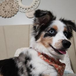 Miniature American Shepherd and Toy Australian Shepherd All Grown Up from Riverstone Aussies