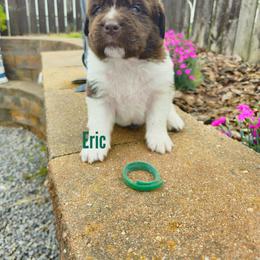 Newfoundland Puppies from Vermillion Newfoundlands