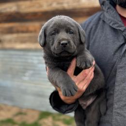 Ruddy - Black male Labrador Retriever puppy in Susanville, California from Bitterbrush Farm & Apiary