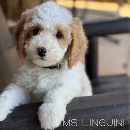 Linguini - Blenheim female Cavapoo puppy in Sacramento, California from Dandy Doodles Goldendoodles
